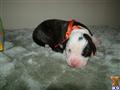 American Bulldog